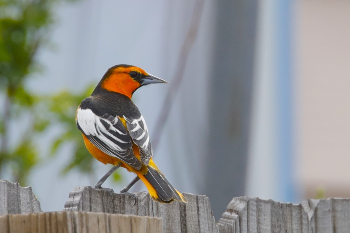 Where Birding East Meets Birding West, Birding Oklahoma - Birding