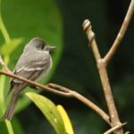 Eastern Wood-Pewee