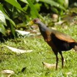 Gray-cowled Wood-Rail