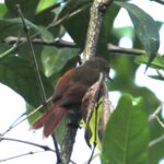 Red-faced Spinetail, PA