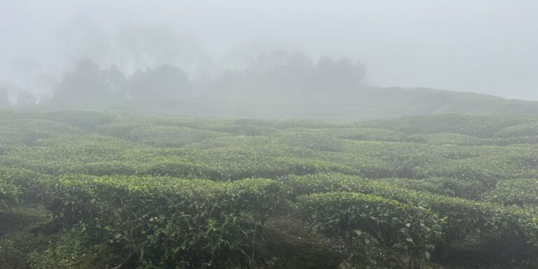 Lets Go Birding Kerala and Sneak in a Wedding