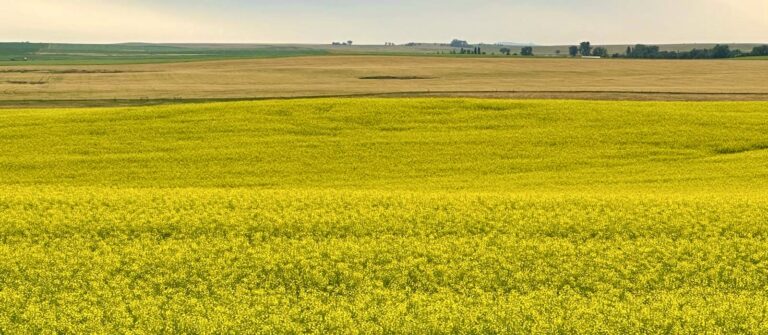 Birding America’s Grasslands